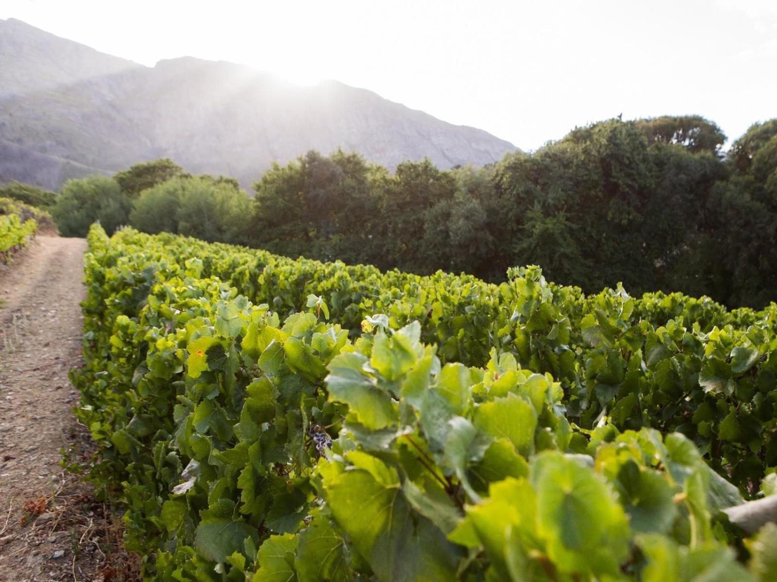 Maison Montagne Franschhoek Exterior photo